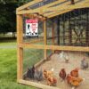Area Patrolled by Chicken Lady Review