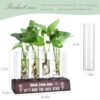 Plant Propagation Station Gift Review