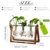 Plant Terrarium with Wooden Stand Gift Review