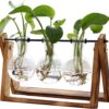 Plant Terrarium with Wooden Stand Gift Review