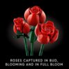 Bouquet of Roses Gift Review